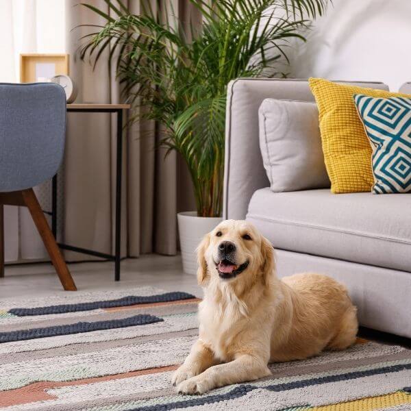 Steam mop - Ariete (EN)